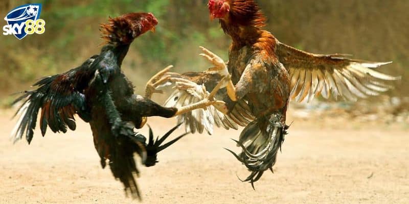 Gà chọi C1 trực tiếp kịch tính và nhiều người yêu thích
