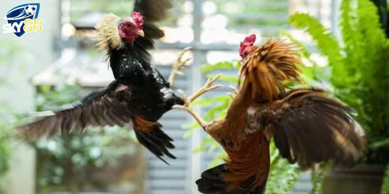 Nắm rõ lịch thi đấu gà chọi c1 trực tiếp và giải đấu đặc biệt