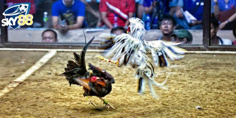 3 cách xem gà chọi C1 trực tiếp hiệu quả nên áp dụng
